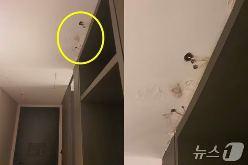 「ブラインド」(c)news1