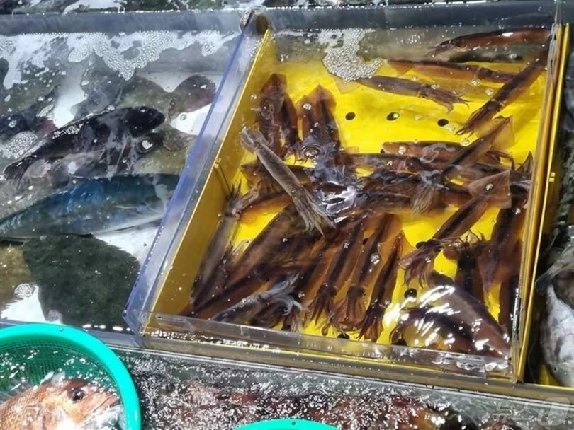 韓国・江原道江陵市の注文津港魚市場で販売される生のスルメイカ＝資料写真(c)news1