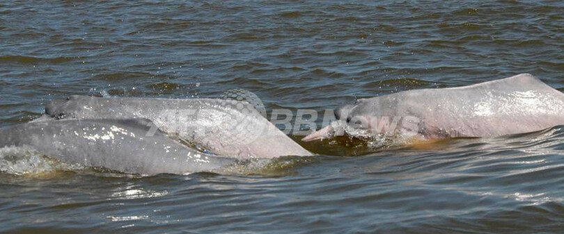 南米アマゾンは新種生物の宝庫、WWF報告書