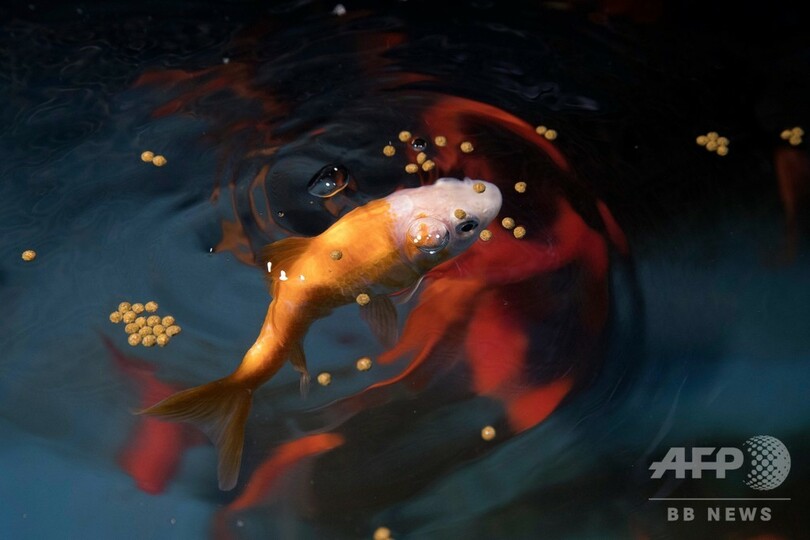 捨てられた金魚600匹、水族館で「第二の魚生」 仏パリ