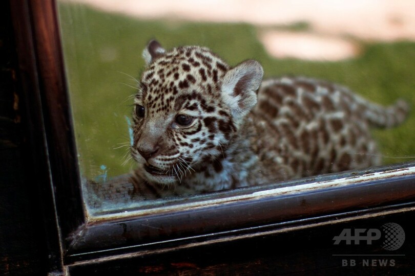ジャガーの赤ちゃん、メキシコ野生動物園の人気者に