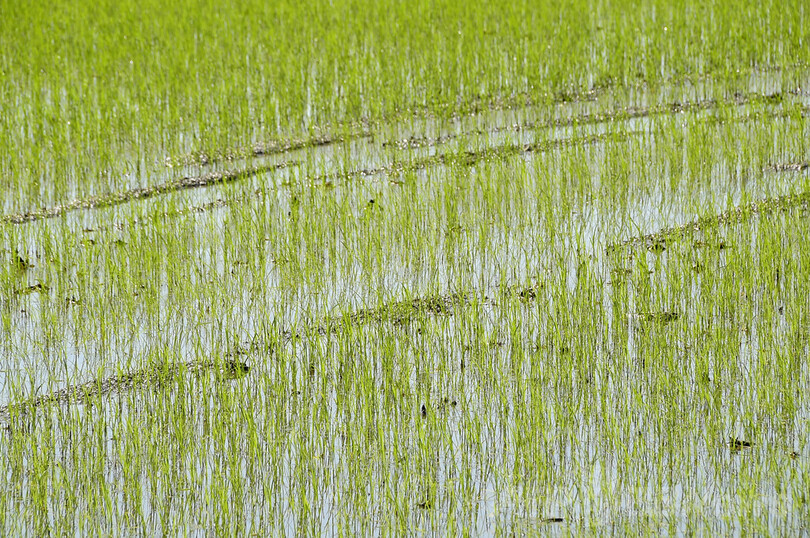 イタリアのコメ輸出が急増、小規模農家が作る高級米が人気