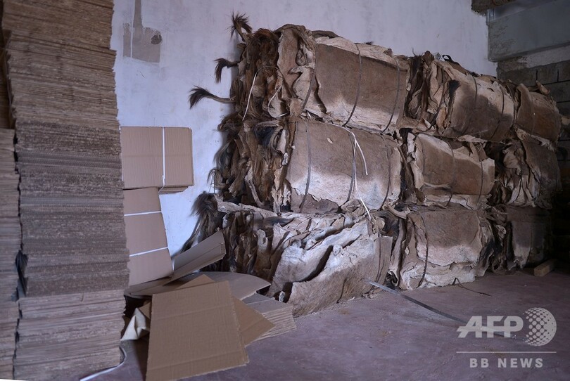 中国伝統薬用のロバ皮生産を禁止、ロバの盗難多発で失業者も ケニア