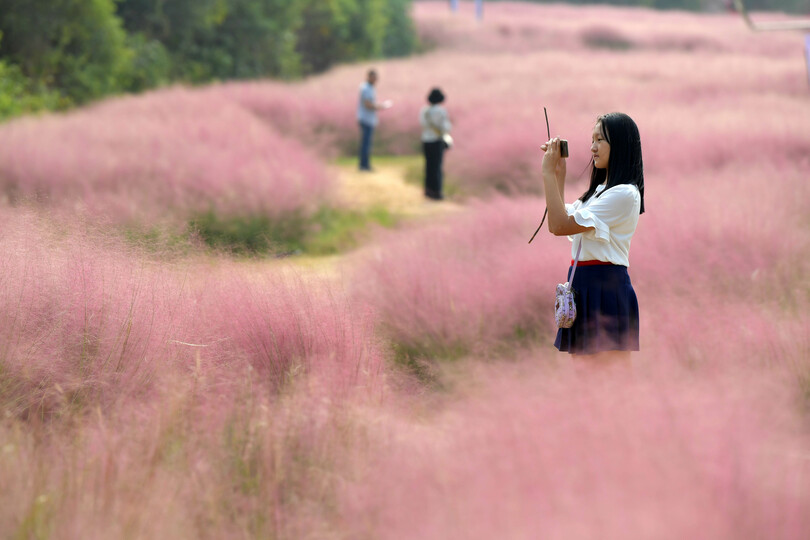 ピンクの世界 で連休を楽しむ 中国 江西省 写真8枚 国際ニュース Afpbb News