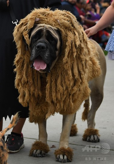 ワンちゃんもハロウィーン 米カリフォルニアで犬の仮装パレード 写真24枚 国際ニュース Afpbb News