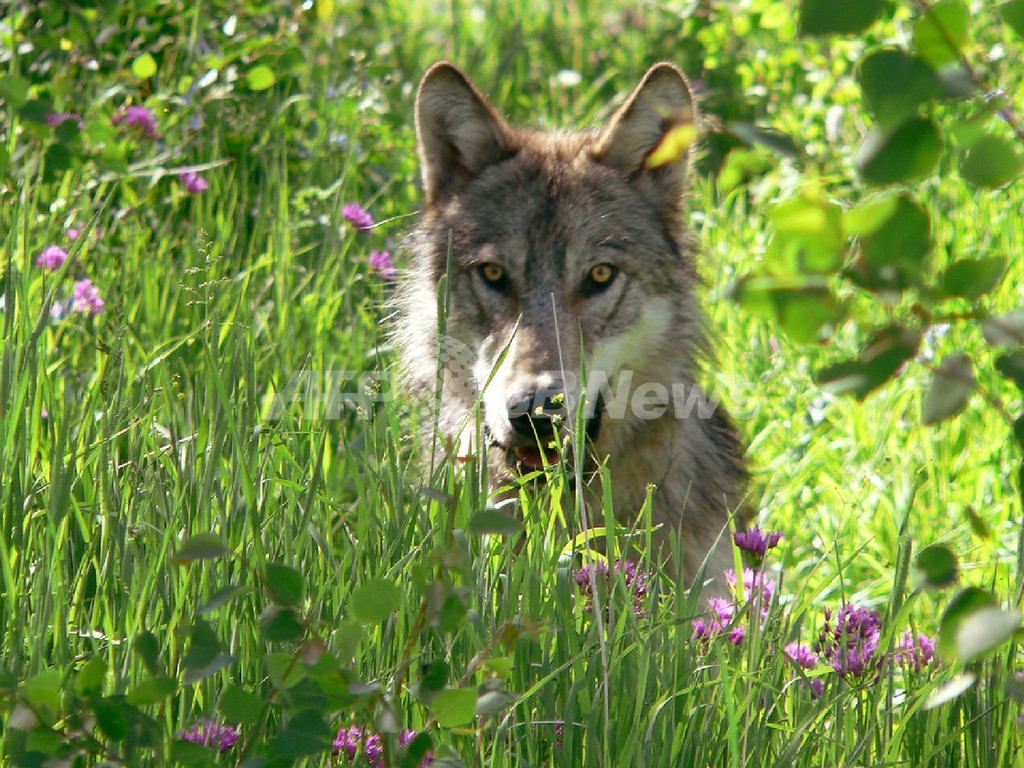 オオカミの個体数回復 絶滅危ぐ種リストから除外へ 米国 写真1枚 国際ニュース Afpbb News