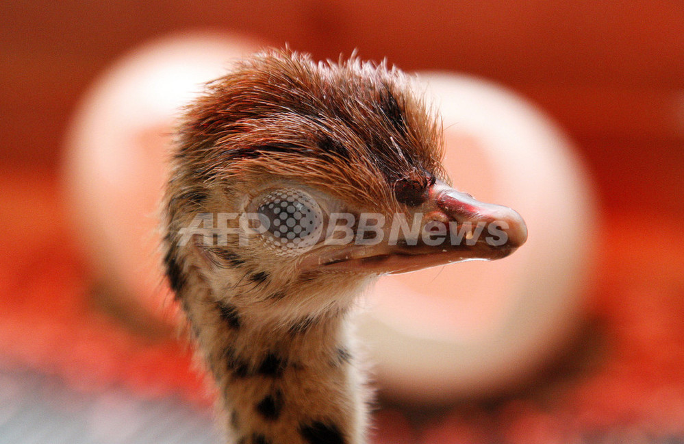 つぶらな瞳のダチョウの赤ちゃん 独ダチョウ農場で誕生 写真7枚 国際ニュース Afpbb News