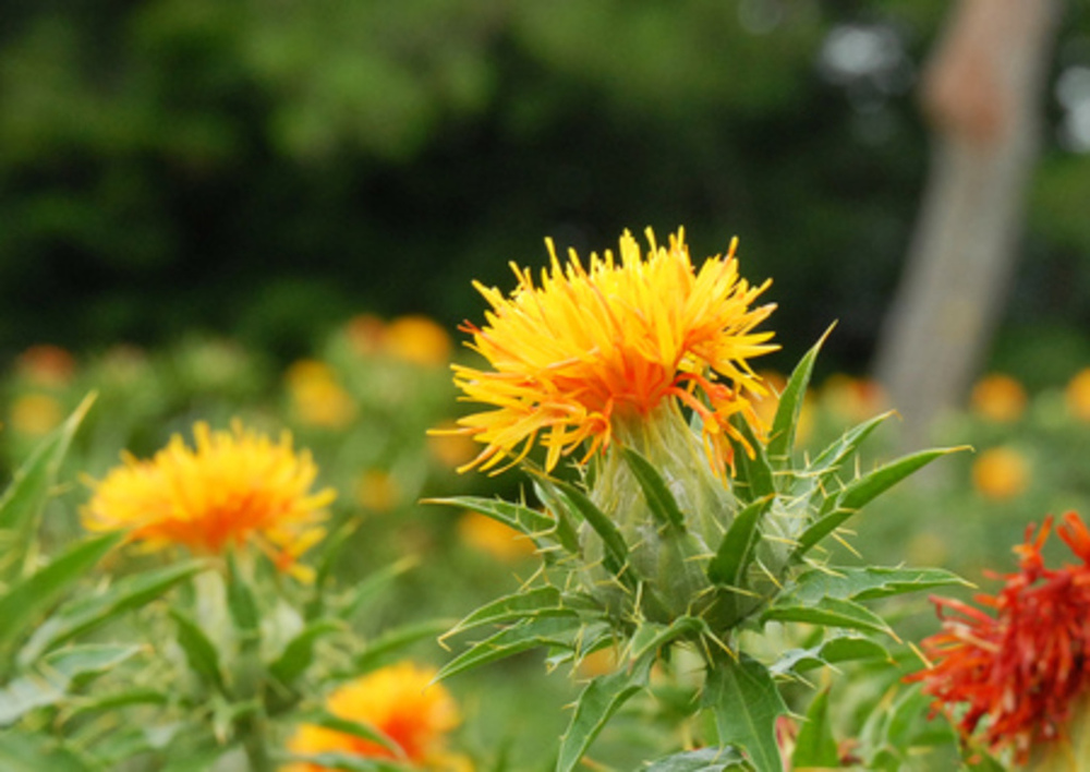 葉加瀬太郎氏によるNAGASEのイメージソング“Safflowers”の完成について 写真1枚 国際ニュース：AFPBB News