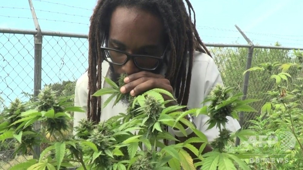 動画 ボブ マーリーも吸った幻の在来種大麻を現代に ある研究者の挑戦 ジャマイカ 写真1枚 国際ニュース Afpbb News