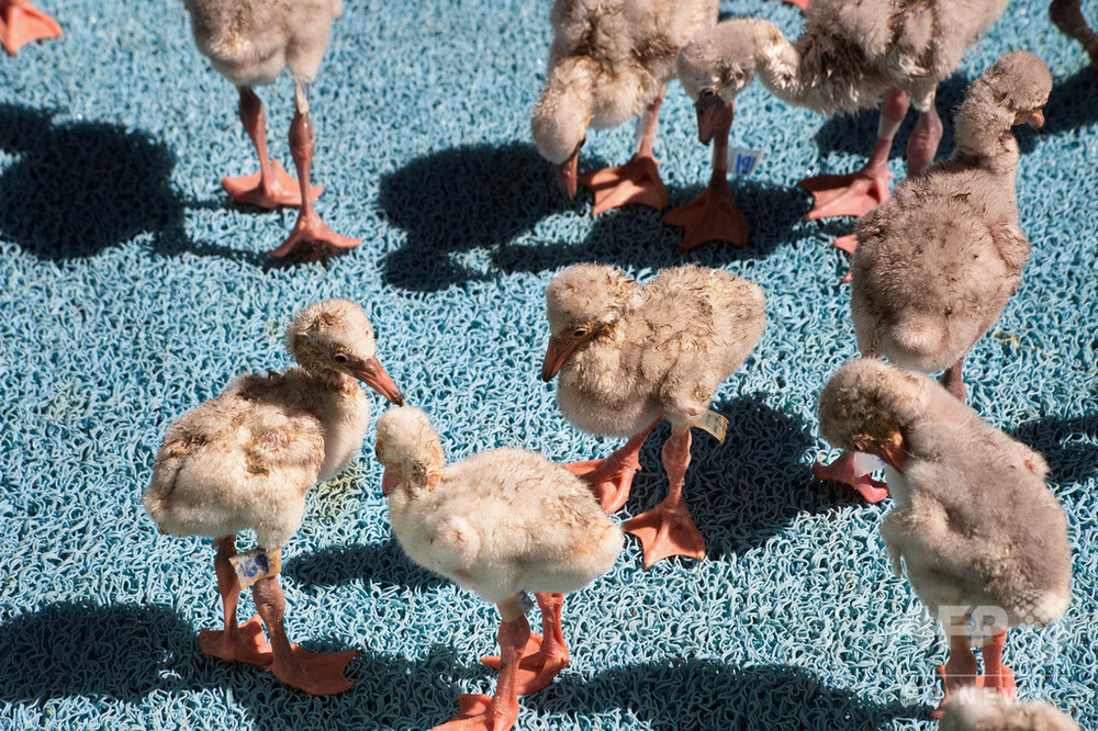 親鳥に捨てられたフラミンゴのひな2000羽保護 南アフリカ 写真9枚 国際