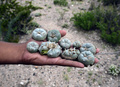 メキシコ・サンルイスポトシ（San Luis Potosi）州の町レアルデカトルセ（Real de Catorce）に近い砂漠で旅行者が取り出した幻覚サボテン「ペヨーテ」（2013年7月17日撮影）。(c)AFP/ALFREDO ESTRELLA
