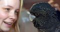 豪シドニー（Sydney）のダーリングハーバー（Darling Harbour）にある動物園「ワイルド・ライフ・シドニー（Wild Life Sydney Zoo）で、スタッフとたわむれるオウムの一種のブラックコカトゥー（2013年4月2日撮影）。(c)AFP/Saeed KHAN