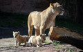ドイツ・ハノーバー（Hanover）の動物園で、母ライオンのそばにいるライオンの赤ちゃんたち（2011年4月15日撮影）。(c)AFP/JULIAN STRATENSCHULTE