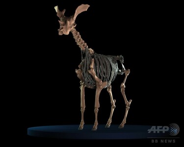レア！ キリン ★ 大腿骨（femur leg bone） 1万年以上前に絶滅のキリンの仲間、太い脚とカール状の角 研究 写真1枚