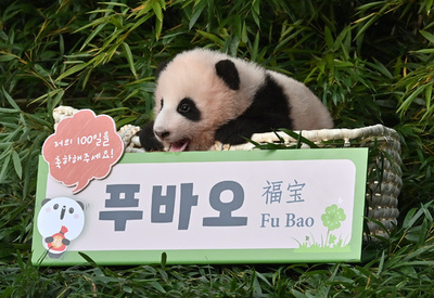 赤ちゃんパンダ「フーバオ」と命名 韓国の野外パーク