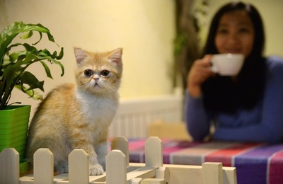 過熱する中国のペット経済、だが簡単には稼げない