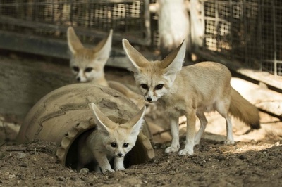 生後7週のフェネックの赤ちゃん、ネズミを口に得意顔？
