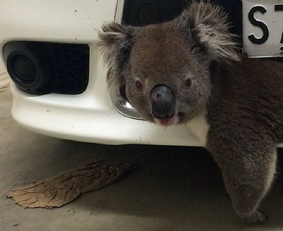 高速道路で車に衝突のコアラ、「グリル」に挟まり奇跡の生還 豪州