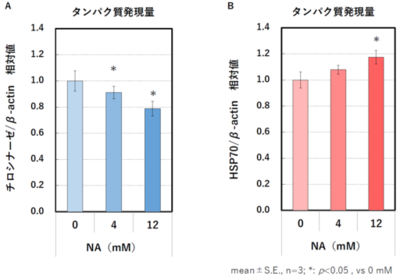 トラネキサム酸とナイアシンアミドの併用によるメラニン生成抑制効果とナイアシンアミドの新規作用機序を解明
