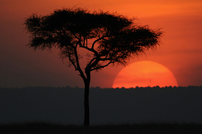 マサイマラ国立保護区、マサイ人も納得の「ビジネスによる」自然保護