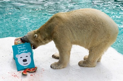 ホッキョクグマのイヌカ 27歳に、寒天ケーキでお祝い シンガポール