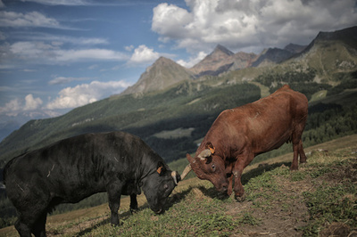 ハイキング中に牛に襲われ女性死亡 オーストリア・アルプス