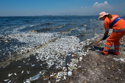 リオ五輪セーリング会場でまた魚大量死、2日で12トン超