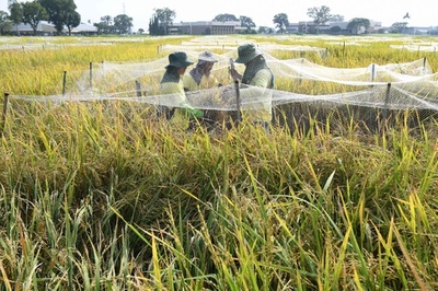 【今日の1枚】稲田に3人寄れば文殊の知恵 フィリピン