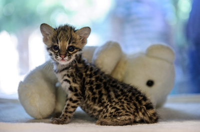 まるで小さなトラ、ジャガーネコの赤ちゃん 仏ミュルーズ