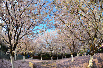 上海でも桜満開 中日桜花園