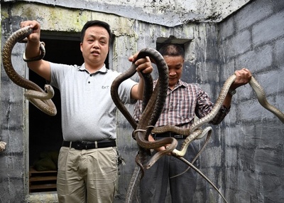 ナンダにコブラ…貧困脱却に向け蛇を養殖 広西・河池