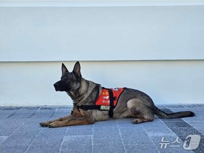 韓国消防の救助犬、険しい山での捜索を15分で終わらせた嗅覚