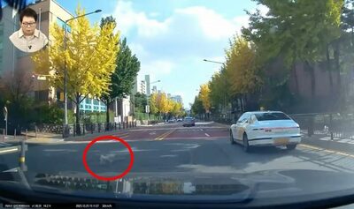 リードなしの犬が飛び出し死亡…韓国・飼い主がドライバーに100万ウォン請求し議論に