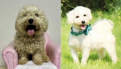 海岸に捨てられた純白の犬…韓国・3カ月の孤独乗り越えシッポ振る