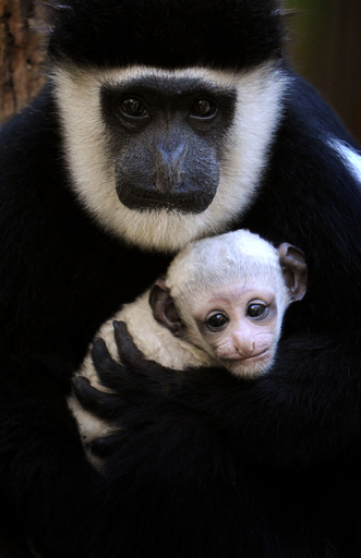 おめめがトローン、真っ白なコロブスの赤ちゃん 豪