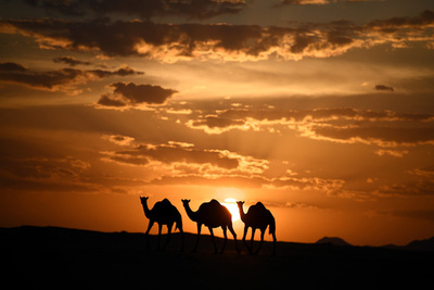 【今日の1枚】絵になるシルエット