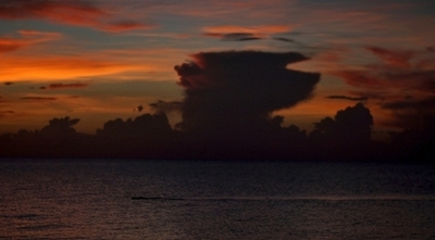 人を襲ったとみられるワニ、繁殖プログラムに