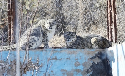 チベット高原動物園のユキヒョウが今年で21歳に 最高齢記録を更新