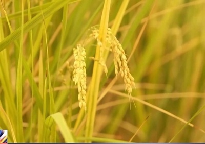 中国の「宇宙の稲」 地上稲より豊富なタンパク質と甘み