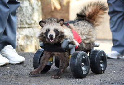 車いすに乗った保護タヌキ、動物園でガイドとして活躍！？　神奈川