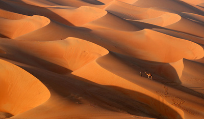 【写真特集】壮大な砂漠の世界 ― 厳しい自然環境が生んだ景色