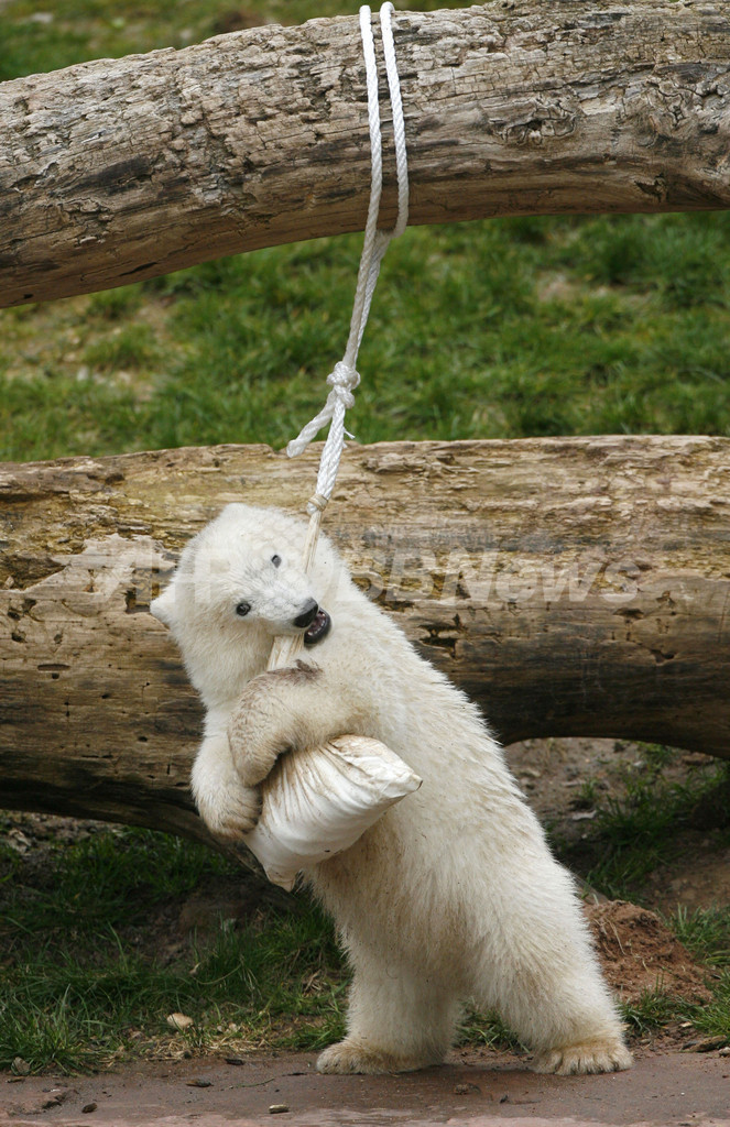 ホッキョクグマのフロッケ、公開2日目も大人気