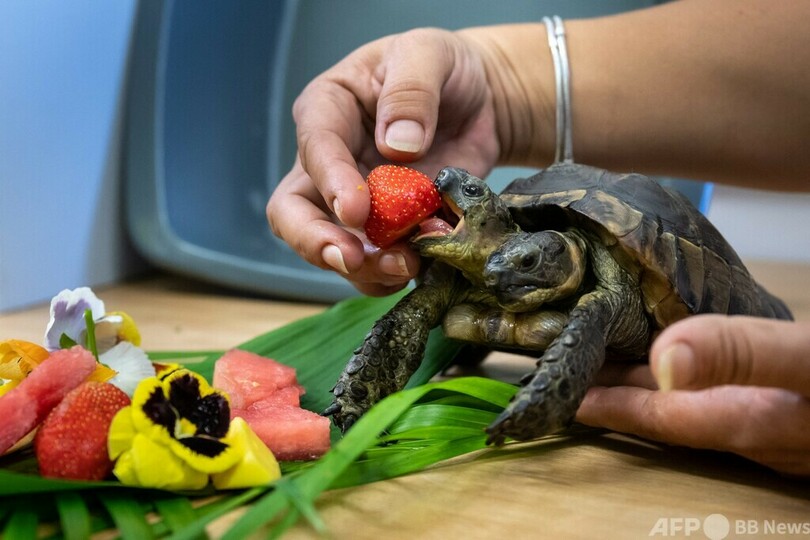 双頭のカメ「ヤヌス」、最長寿記録を更新 スイス