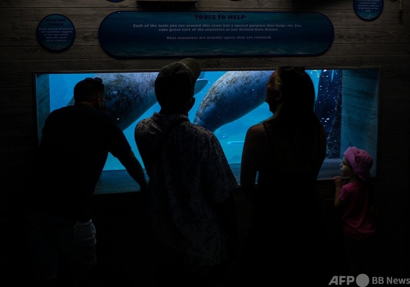 マナティー赤ちゃん治療中 死骸急増の米フロリダ