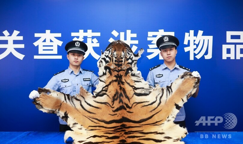 トラの皮など絶滅危惧種の製品密輸を摘発、広東省の税関