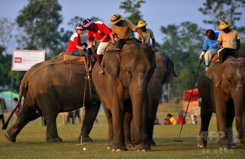 ゾウに乗ったポロ競技が人気 ネパールで国際大会 写真16枚 国際ニュース Afpbb News