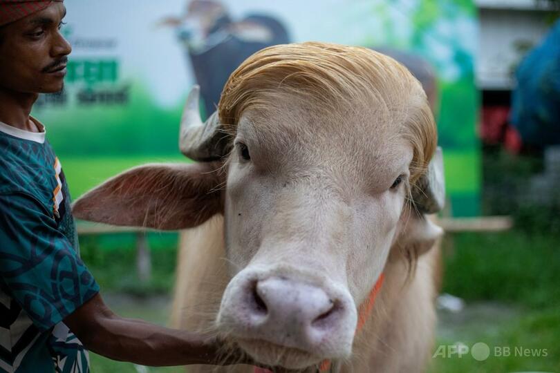 アルビノの水牛「ドナルド・トランプ」。バングラデシュ・ナラヤンガンジにある農場で（2026年5月17日撮影）。（c）Salahuddin AHMED/AFP