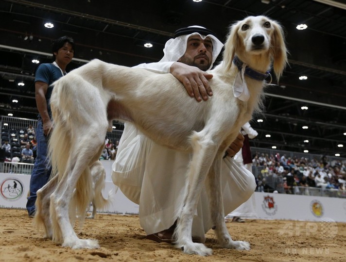 アブダビで狩猟犬のビューティーコンテスト 写真枚 国際ニュース Afpbb News