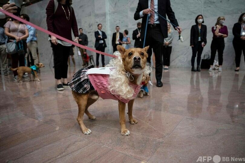 ハロウィーン直前 米首都ワシントンで犬の仮装イベント 写真15枚 国際ニュース Afpbb News