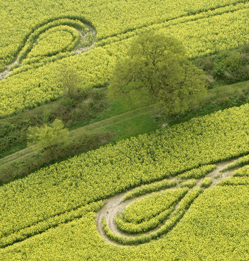 畑を探しております。 畑に出現した謎の模様、その正体は？ - ドイツ 写真4枚 国際ニュース